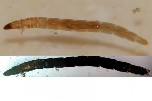 Réf. 247 224 : Dasyhelea sp.